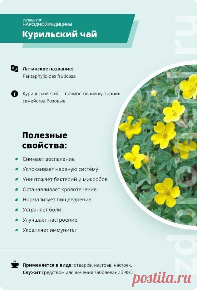 Курильский чай (лапчатка)