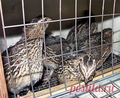 Как сделать своими руками клетки для перепелов | Фото мастер класс для начинающих перепеловодов | Рукоделие