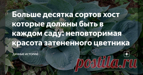 Больше десятка сортов хост которые должны быть в каждом саду: неповторимая красота затененного цветника Статья автора «Дачные истории» в Дзене ✍: Добрый день, дорогие друзья, садоводы и огородники! Приветствую вас на канале  "Дачные истории".