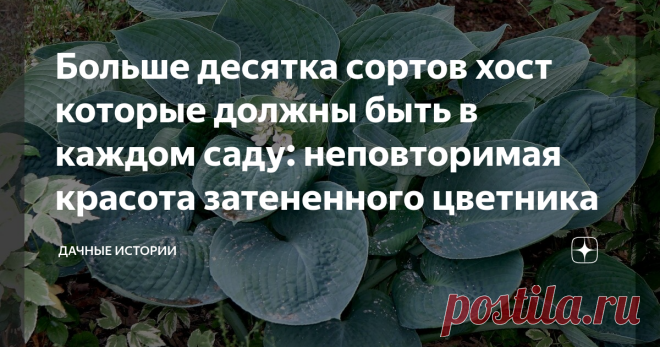 Больше десятка сортов хост которые должны быть в каждом саду: неповторимая красота затененного цветника Статья автора «Дачные истории» в Дзене ✍: Добрый день, дорогие друзья, садоводы и огородники! Приветствую вас на канале  
