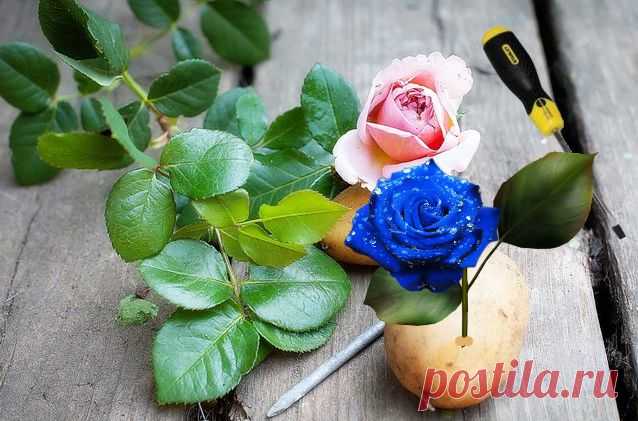 Выращиваем розу прямо в картофелине