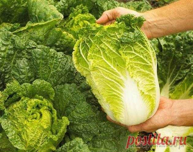 Пекинская капуста: выращивание и уход