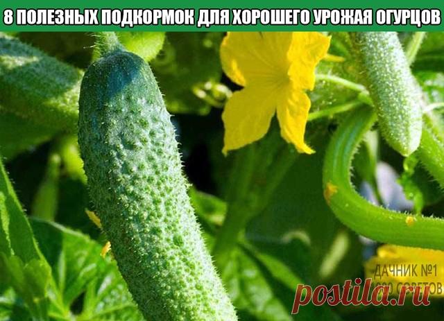 8 полезных подкормок для хорошего урожая огурцов
При грамотном внесении подкормок, огуречная грядка непременно порадует богатым урожаем. Для этого нужно знать не только, чем поливать растения, но и когда следует это делать.
1.	Аммиачная селитра, суперфосфат и сернокислый калий – удобрения для рассады огурцов, которые вносят непосредственно в почву за 1-2 недели до высадки саженцев. Расчет производят из площади обрабатываемой грядки – примерно 20г аммиачной селитры на 1 кв....
