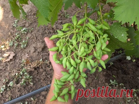 Лучшая подкормка для винограда