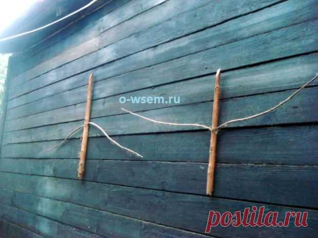 Еловый барометр. - o-wsem.ru | o-wsem.ru