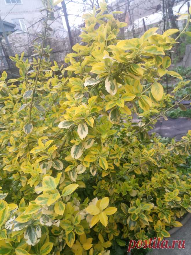 Бересклет Форчуна «Эмеральд н Голд», «Изумруд и золото» (Euonymus fortunei «Emerald`n Gold»)