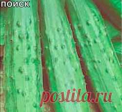 Огурец Эстафета F1 семена - низкая цена, описание, отзывы, продажа