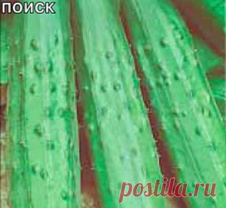 Огурец Эстафета F1 семена - низкая цена, описание, отзывы, продажа