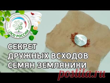 Подготовка семян земляники к посеву. Выращивание земляники из семян.