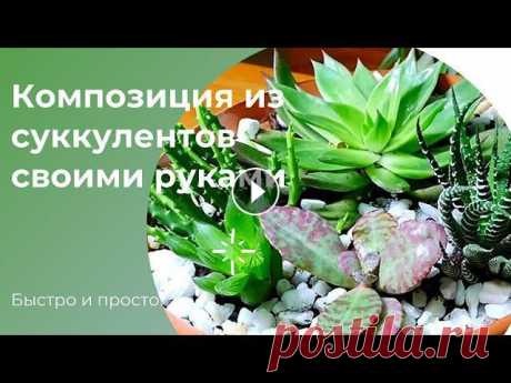 Композиция из суккулентов своими руками: быстро и просто | DIY