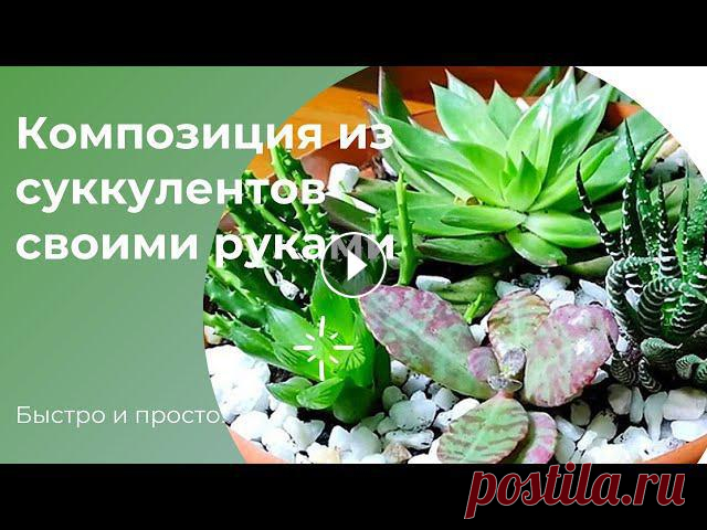 Композиция из суккулентов своими руками: быстро и просто | DIY