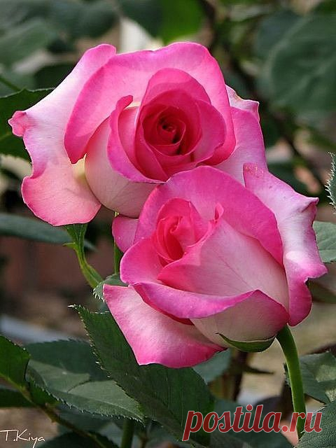 (385) Pinterest • Всемирный каталог идей