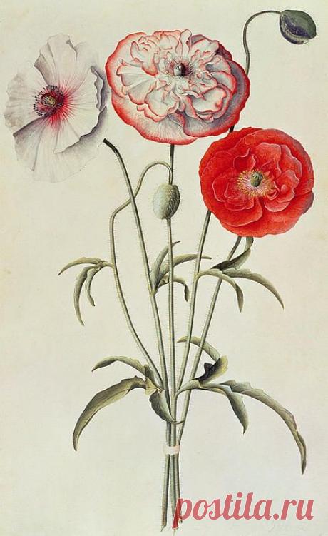 Poppies Corn Print by Georg Dionysius Ehret