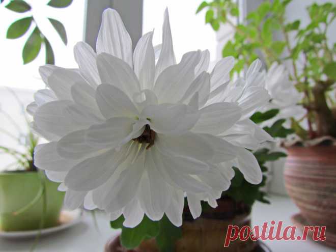 (63) Одноклассники