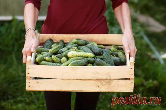 10 полезных продуктов, которые очистят организм естественным образом