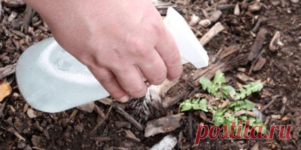 Poprskao je OCATOM biljku a kada vidite razlog sigurno ćete probati ovaj trik u vašem vrtu! ~ Prirodni Lijekovi I Recepti