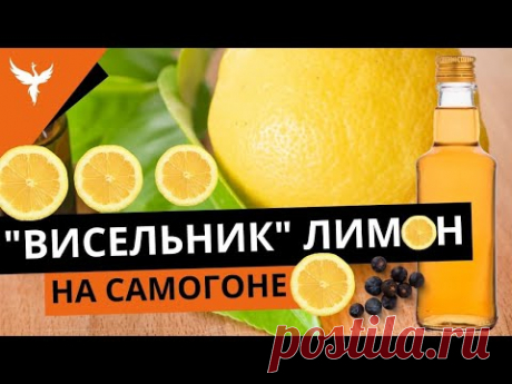 рДЖ 29. Висельник лимон. На самогоне или на спирту? Как лучше? Сколько настаивать? Сколько раз?