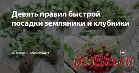 Девять правил быстрой посадки земляники и клубники Я уже рассказывала про свой опыт выращивания садовой усатой земляники на высоких грядках. Теперь расскажу про ее посадку, которую можно проводить весной или осенью. Так получилось, что уже много лет мы собираем землянику не в лесу, а у себя на грядках. И обычно у нас две грядки, посадки на которых мы чередуем по возрасту. Уважаемый читатель (читательница), Вы мне возможно не поверите, но землянику мы выращиваем на одном и ...