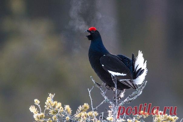 Разгоряченный тетерев привлекает внимание самок. Автор фото — Ilya Timin: nat-geo.ru/photo/user/45602/