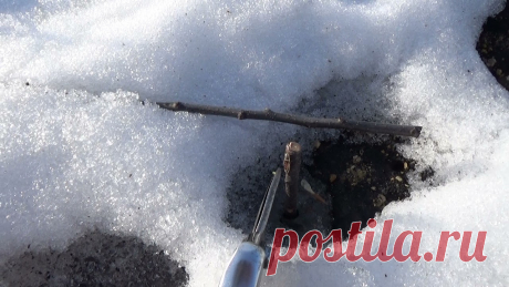 Выращивание саженцев плодовых деревьев.