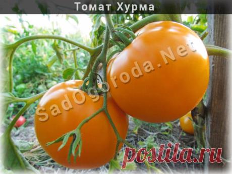 Томат Хурма характеристика и описание сорта. Фото и отзывы Томат хурма