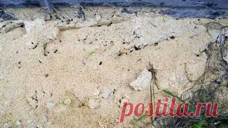 Избавляем участок от всех муравейников всего одной ампулой Избыточное количество муравьев на участке чревато не только для растений, но и плохо в целом. Муравьи постоянно натаскивают грунт на садовые дорожки, бетон, тротуарную плитку, от чего приходится чаще подметать. Кроме этого они заползают в дом, обгрызают плоды на деревьях и урожай на грядках. А