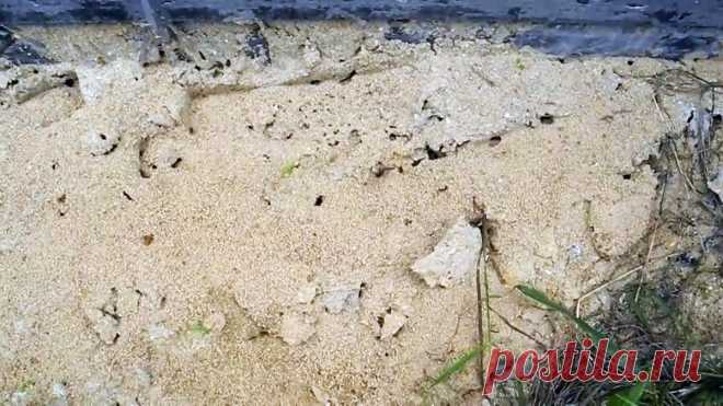 Избавляем участок от всех муравейников всего одной ампулой Избыточное количество муравьев на участке чревато не только для растений, но и плохо в целом. Муравьи постоянно натаскивают грунт на садовые дорожки, бетон, тротуарную плитку, от чего приходится чаще подметать. Кроме этого они заползают в дом, обгрызают плоды на деревьях и урожай на грядках. А