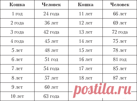 Сколько лет коту по человеческим меркам
