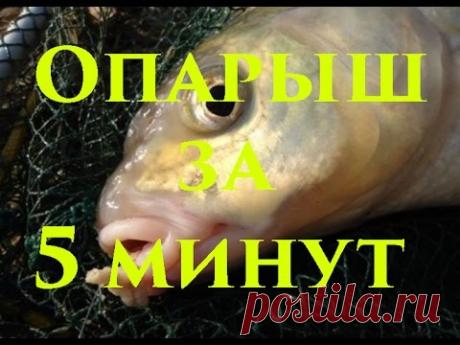 Самодельный опарыш. Как быстро и без труда сделать опарыша в домашних условиях