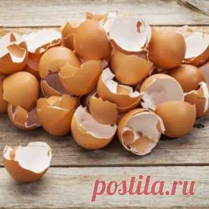 Вот почему я перестала выбрасывать яичную скорлупу! Превращаю ее в нечто потрясающее…