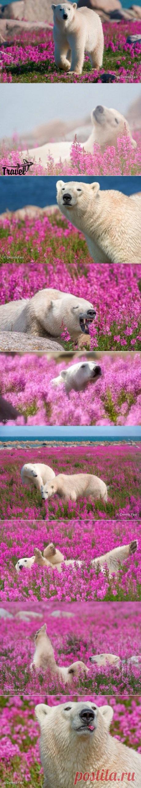 Белый медведь и снег - банально | WorldCity