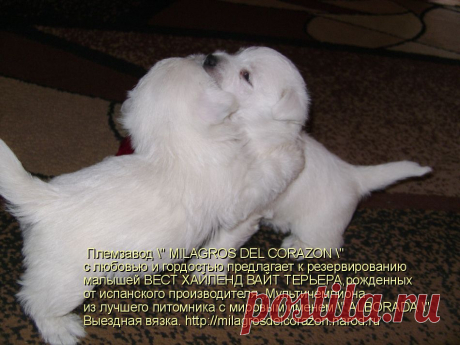 лемзавод &quot; MILAGROS DEL CORAZON &quot; c любовью и гордостью предлагает к резервированию малышей ВЕСТ ХАЙЛЕНД ВАЙТ ТЕРЬЕРА - 1 мальчика и 3 девочек ,рожденных от испанского производителя ,Мультичемпиона из лучшего питомника с мировым именем &quot; ALBORADA&quot;