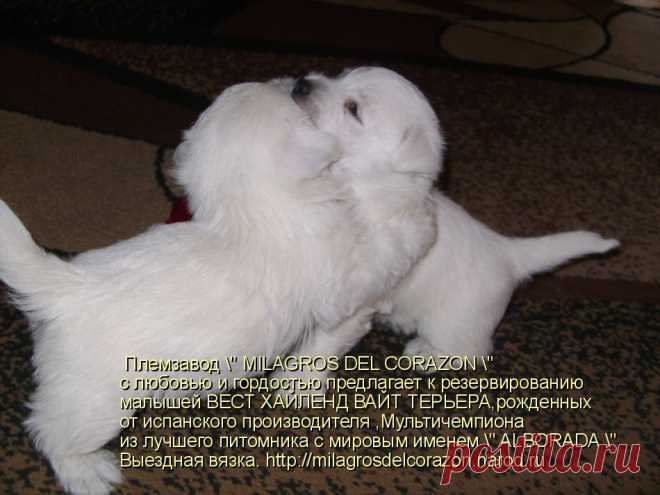 лемзавод " MILAGROS DEL CORAZON " c любовью и гордостью предлагает к резервированию малышей ВЕСТ ХАЙЛЕНД ВАЙТ ТЕРЬЕРА - 1 мальчика и 3 девочек ,рожденных от испанского производителя ,Мультичемпиона из лучшего питомника с мировым именем " ALBORADA"