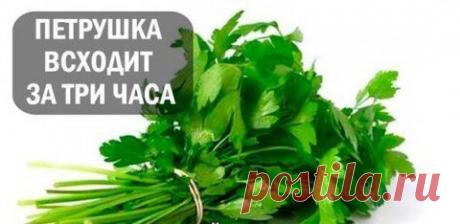 Знаете ли вы, что петрушку можно вырастить буквально в течение 3 часов? | Мамам, женщинам, бабушкам и очень любознательным.