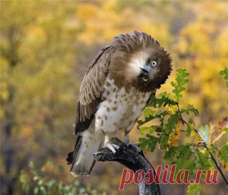 Форум - Замок &gt; Совы, совушки, совуньи и совята...