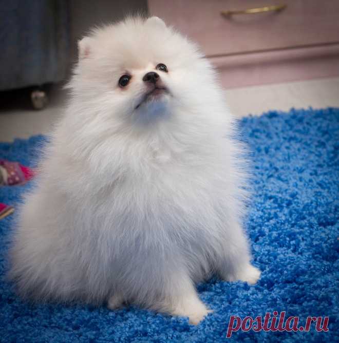 Сижу и жду свою маму! Ты где? Продается!