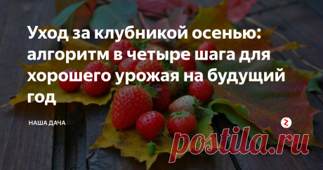 Уход за клубникой осенью: алгоритм в четыре шага для хорошего урожая на будущий год Если на вашем участке клубники много, целая плантация, то уходу за ней придется посвятить ни один день. Опытные «клубниководы» прекрасно знают, что если они хотят получить хороший урожай ягод, то трудиться придется весь сезон - с самой весны до наступления морозов. Чтобы ничего не упустить, действуйте осенью по простому алгоритму