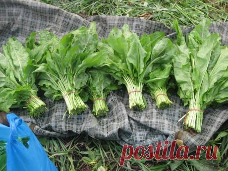 Полезные свойства щавеля 

Не так давно наши предки применяли щавель во многих сферах жизни. В частности, врачевателями он использовался для заживления ран как противовоспалительное, обезболивающие средство. Им легко лечили простудные заболевания, ревматизм. Сок щавеля втирали при головной боли, им исцеляли проблемы, связанные с дисфункциями пищеварением, малокровием, болезнями сердца, сосудов. Им лечили аллергии, а также многое другое.