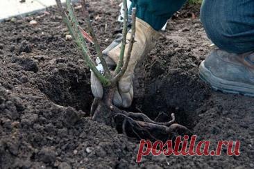 Практические октябрьские работы: посадка деревьев и кустарников, обрезка роз, черенкование и подготовка растений к зиме.