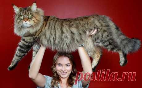 Мейн-Кун - аборигенная порода Северо-Восточная Америка.