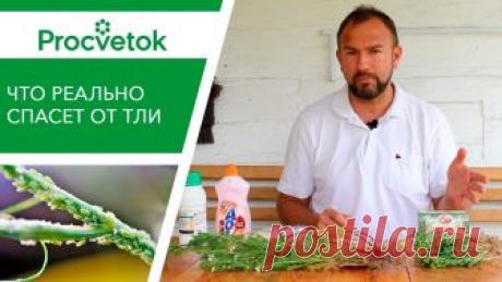 Тля. Как избавиться?