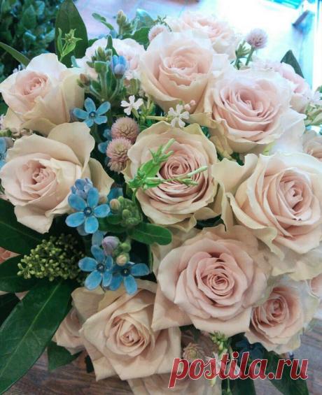 флористика