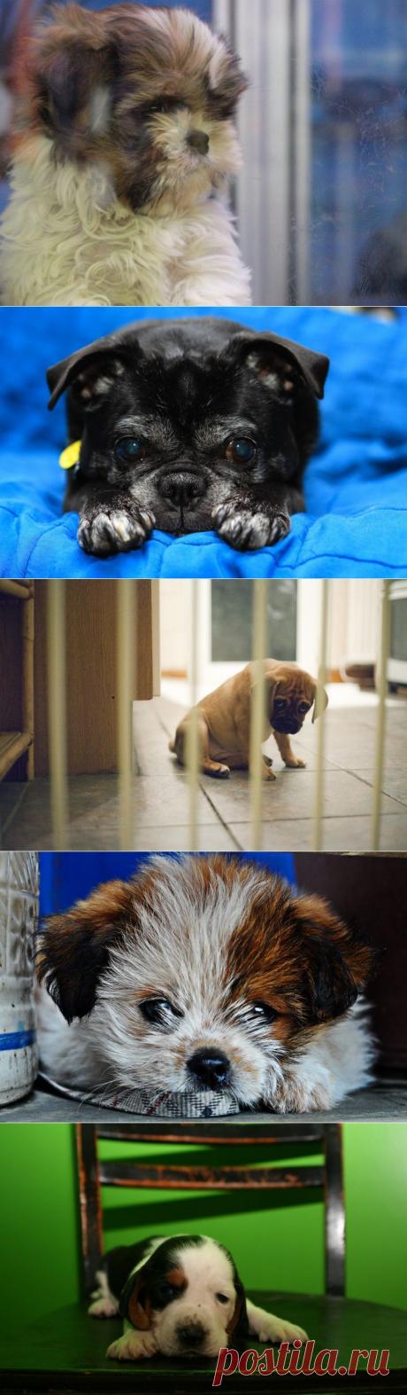 (+1) тема - Грустные щеночки | Четвероногий юмор