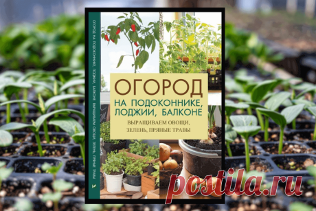 🔥 Книга «Огород на подоконнике, лоджии, балконе», Л. Лапшина
👉 Читать далее по ссылке: https://lindeal.com/book/kniga-ogorod-na-podokonnike-lodzhii-balkone-l-lapshina