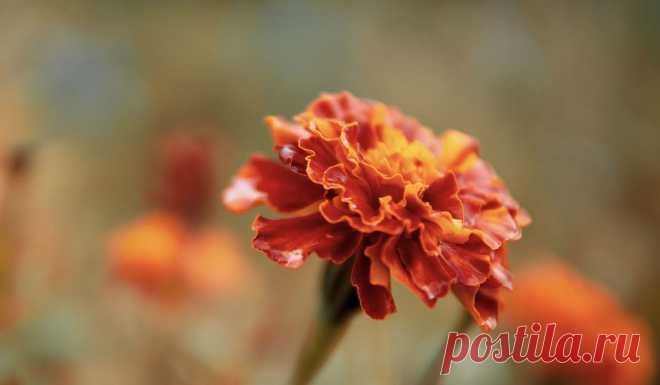 Когда сажать бархатцы в 2021 году на рассаду и в открытый грунт: благоприятные дни посадки по лунному календарю Бархатцы могут показаться простецкими цветами, но, если приглядеться к сортам, – их палитра поражает. К тому же они неприхотливые и долго цветут. Самое время выяснить, как их выращивать и когда сажать на рассаду