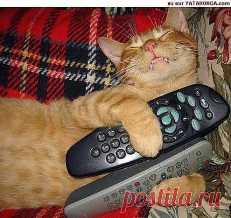 -Та-а-а-аак... Все пульты у меня, значит можно и вздремнуть спокойно, без шума...