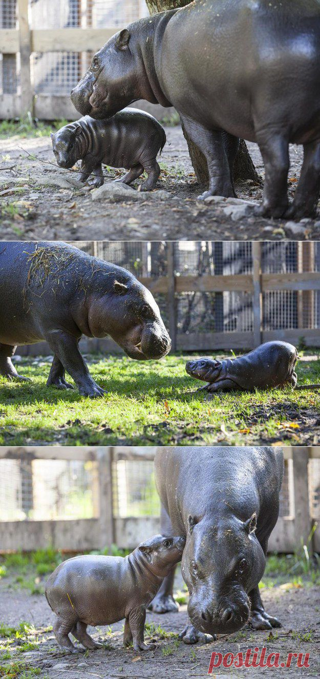 Детеныш бегемота | Уши, лапы, хвост