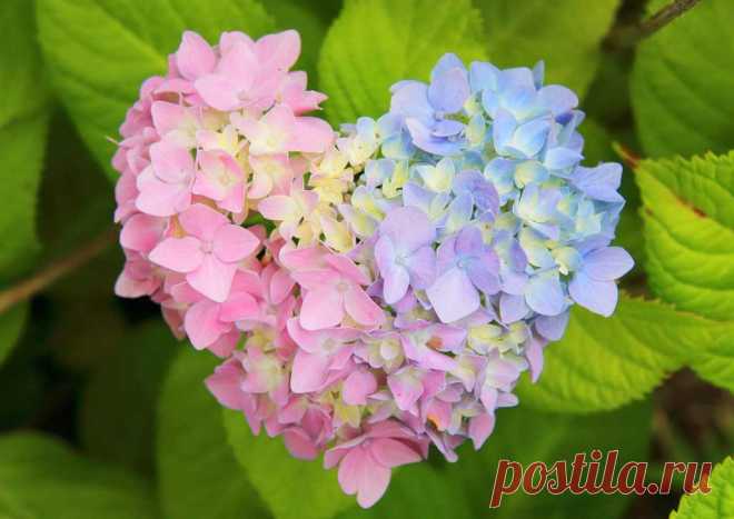 Макросъемка Гортензии