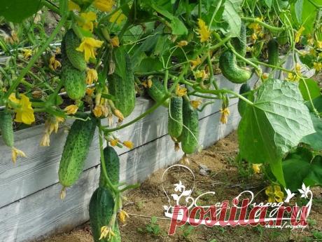 Мобильная грядка под огурцы.

Почвовед-эколог Павел Траннуа предлагает свой способ выращивания огурцов, при котором грядка создается в любом неухоженном месте сада, и даже на дернине. И тем не менее урожай получается неизменно высоким