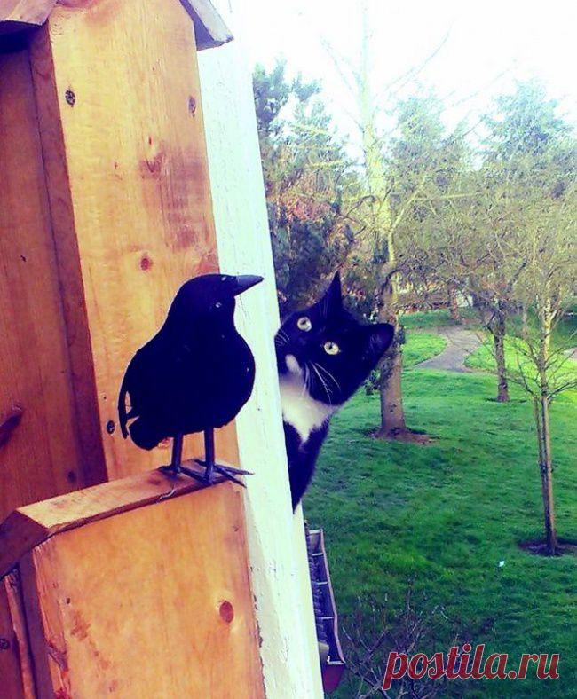 22 причины, почему люди никогда не перестанут любить котиков